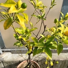 きんかんの木  キンカン 植物