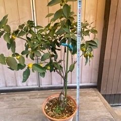 【値下しました】【植物】キンカンの苗木（約100cm)