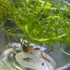 グッピー  10匹  アクアリウムボトル♡水草  ラムズホーン込♡の画像