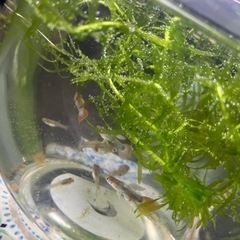 グッピー  10匹  アクアリウムボトル♡水草  ラムズホーン込♡の画像