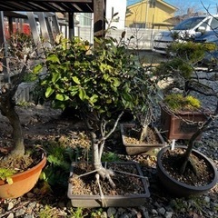 盆栽譲ります。