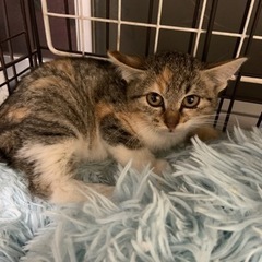 🌸🐈　小さい三毛猫仔猫　🐈🌸譲渡