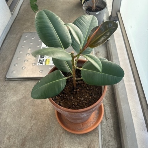 植物