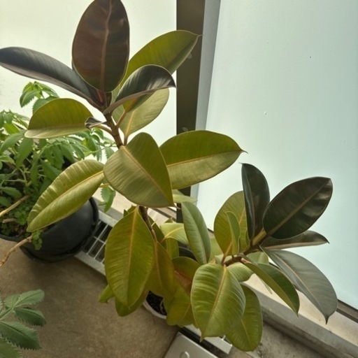 植物