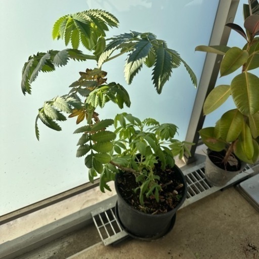 植物