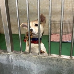 【里親様決まりました✨】推定３歳男の子🐶
