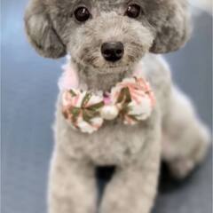 プードルのトリミングができる方の画像