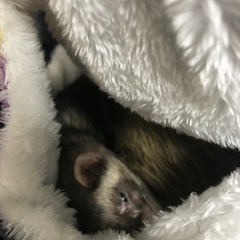 フェレット飼っている方で友達募集してます！ - 友達