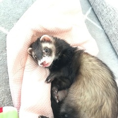 フェレット飼っている方で友達募集してます！