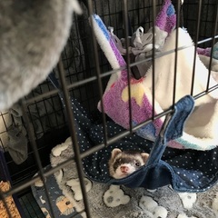 フェレット飼っている方で友達募集してます！ − 高知県