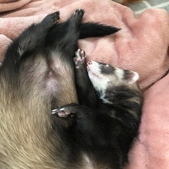 フェレット飼っている方で友達募集してます！ - 高知市