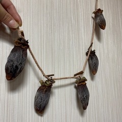 値下げします！八幡浜　干し柿　1吊るし300円