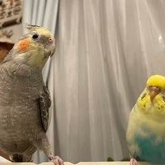オカメインコとセキセイインコの里親さん探してます。