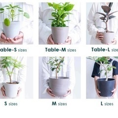 観葉植物　鉢の画像