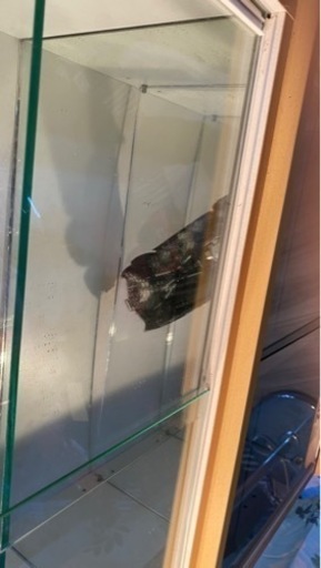 コレクションボード
