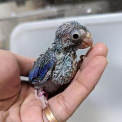 マメルリハ雛