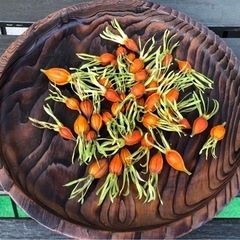 ★ 大岡山 ★ クチナシの実 1個10円 ★②

