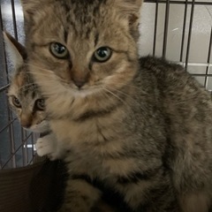 ⚽️🐈‍⬛キジトラの仔猫さん🐈‍⬛⚽️譲渡