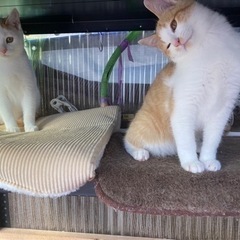 僕たち３兄弟です。