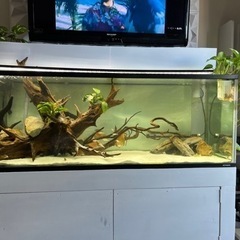 水槽セット。ディスカス。　引き取りのみ、