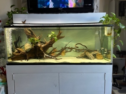 水槽セット。ディスカス。　引き取りのみ、