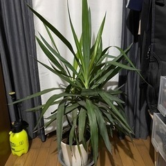 観葉植物　ルッカ　ドラセナ系　100cmの画像