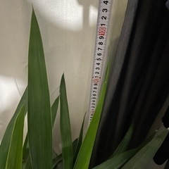 観葉植物　ルッカ　ドラセナ系　100cmの画像