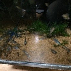 2cm〜アピストグラマボレリーオパール1匹の画像