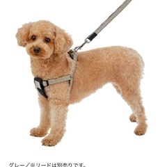 犬用カジュアルハーネス　グレー　Sサイズ　の画像