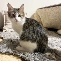 中毛長のカンちゃん　オス　４ヶ月