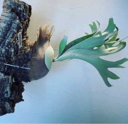 Celso Tatsuta 子株