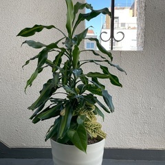 マッサン　クロトン　アンスリウム　寄せ植え