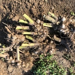 レア野菜 ヤーコン塊茎 種芋 ダイエットに！の画像