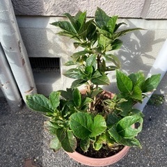 紫陽花　隅田の花火
