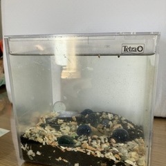 水槽　熱帯魚　金魚　テトラ