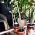 ランキングキーワードに紐づく投稿画像-多肉植物