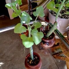 【多肉植物】セネキオ属『七宝樹』陶器壺容器入りType-B＼(^ω^)／の画像