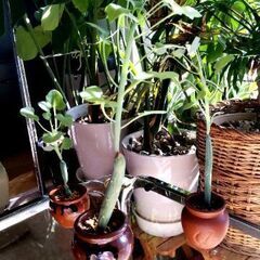 【多肉植物】セネキオ属『七宝樹』陶器壺容器入りType-C＼(^...