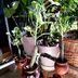 ランキングキーワードに紐づく投稿画像-多肉植物