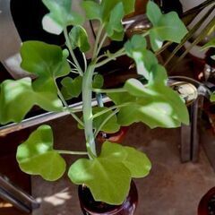 【多肉植物】セネキオ属『七宝樹』陶器壺容器入りType-C＼(^ω^)／の画像