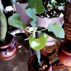【多肉植物】セネキオ属『七宝樹』陶器壺容器入りType-A＼(^ω^)／の画像