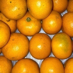 小みかん25個