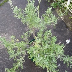 ラベンダー　