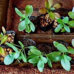 <<サマーセール>>【多肉植物】カランコエ属『マザーリーフ』（MTL50）の画像