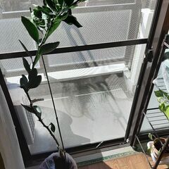 みかんの木（せとか）　植物