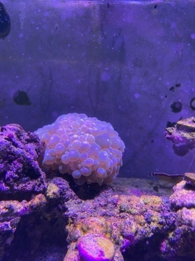 海水魚、サンゴ