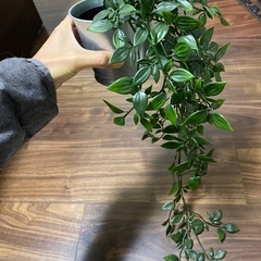 IKEA 観葉植物　フェイク