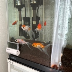 金魚5匹飼って頂ける方