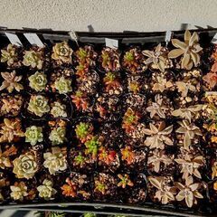 <<サマーセール>>【多肉植物】ガゴ内どれでも１つ50円／2号ビニポット入りの画像