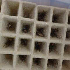 ヨーロッパイエコオロギ・イエコ成虫　100匹くらい